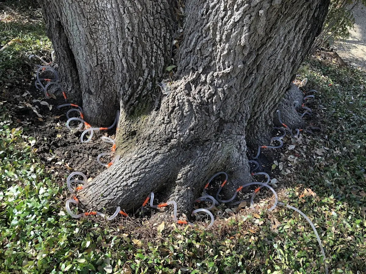 Detailed Tree Cabling and Bracing job site in Syosset