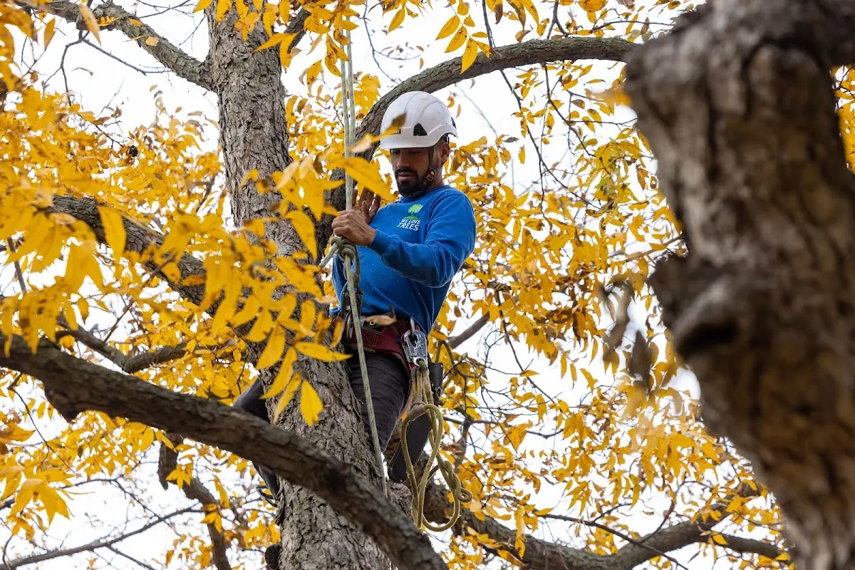 Skilled Tree Pruning crew working in Syosset